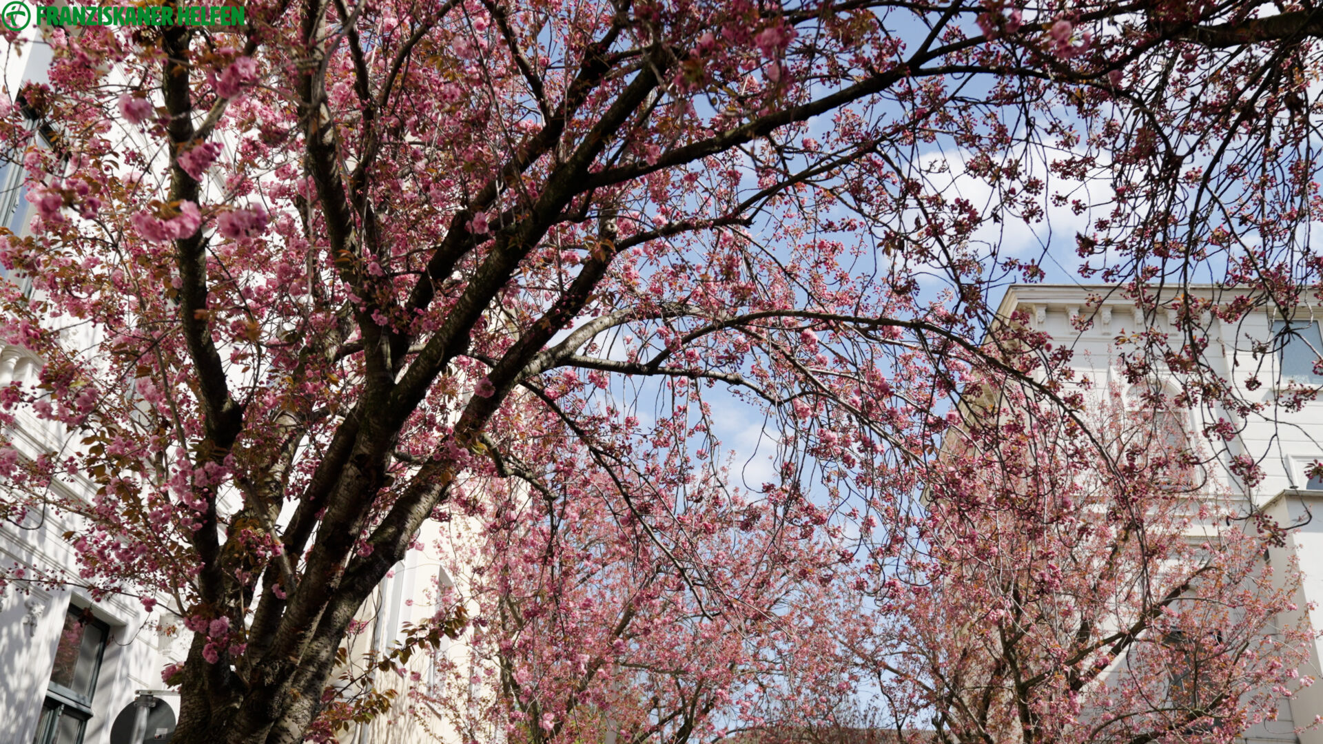 Ostern Kirschblüte