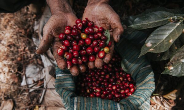 Ein Weg aus der Armut durch Kaffeeanbau