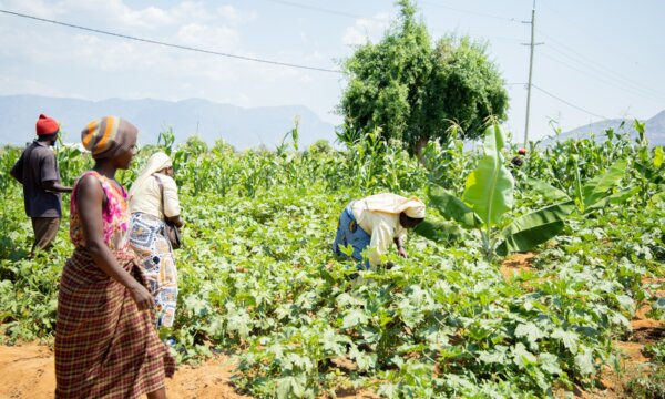 Die Karamba Farm in Tansania: Landwirtschaft, Bildung und Gemeinschaft vereint