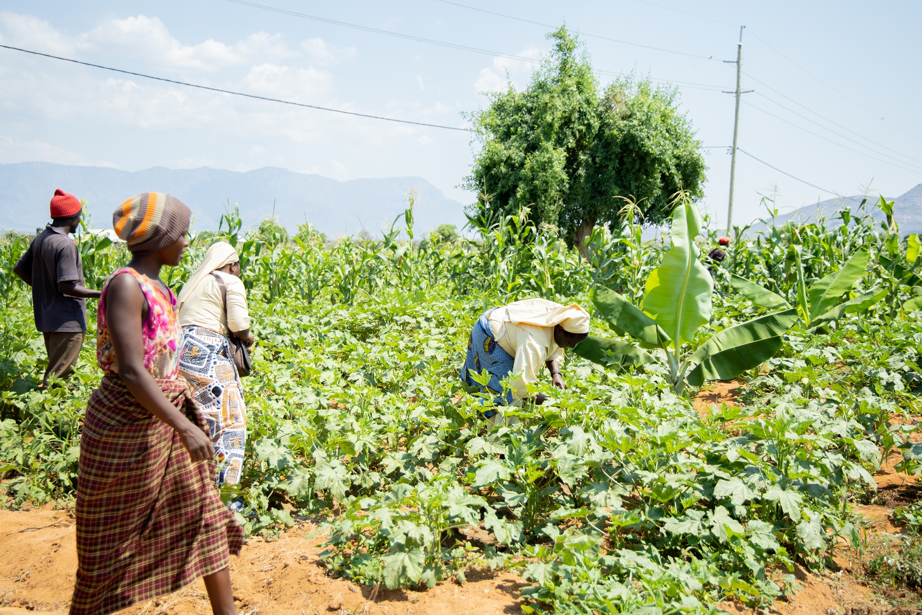 Menschen arbeiten gemeinsam auf einem grünen Feld mit Mais- und Gemüsepflanzen. Im Hintergrund sind Bäume, Berge und Stromleitungen zu sehen.