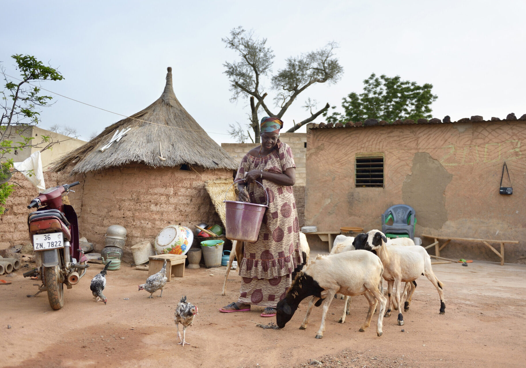 Frau füttert Hühner und Schafe mit Mais und Sorghum, Dorf Toeghin, Provinz Oubritenga, Region Plateau Central, Burkina Faso