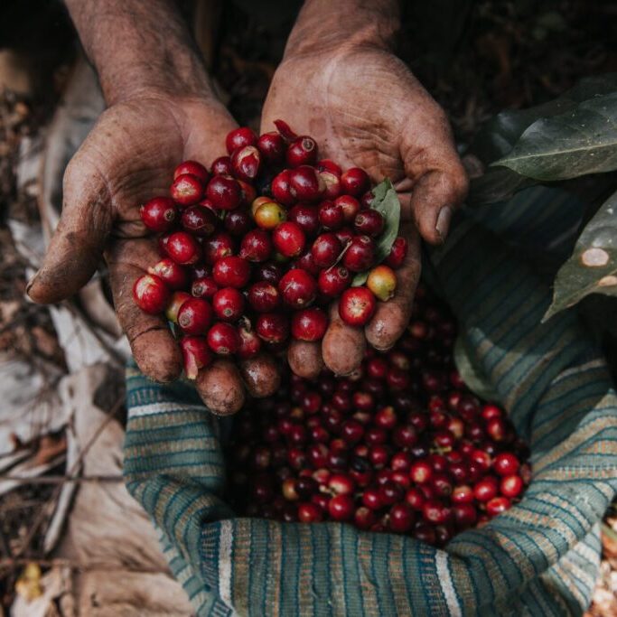 Ge??ffnete H??nde mit reiffen Kaffee-Bohnen, Kaffee-Ernte, San Miguel del El Faique, Pi??ra, Peru